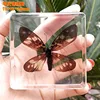 Natural Real Butterfly Specimens Rare And Exquisite Specimens For Home Decoration Display Collection In Teaching Special Gifts 4