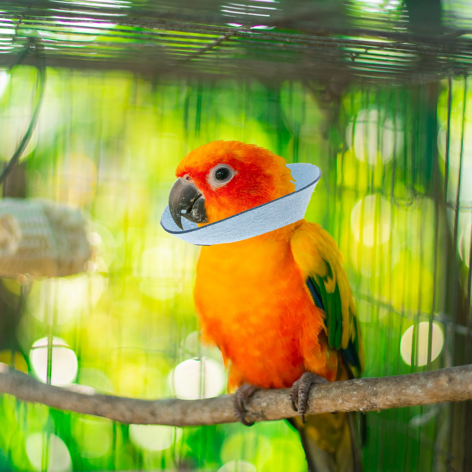 - Bird Collar Parrot Protection Circle Cone for Birds Anti-biting Adjustable Pet