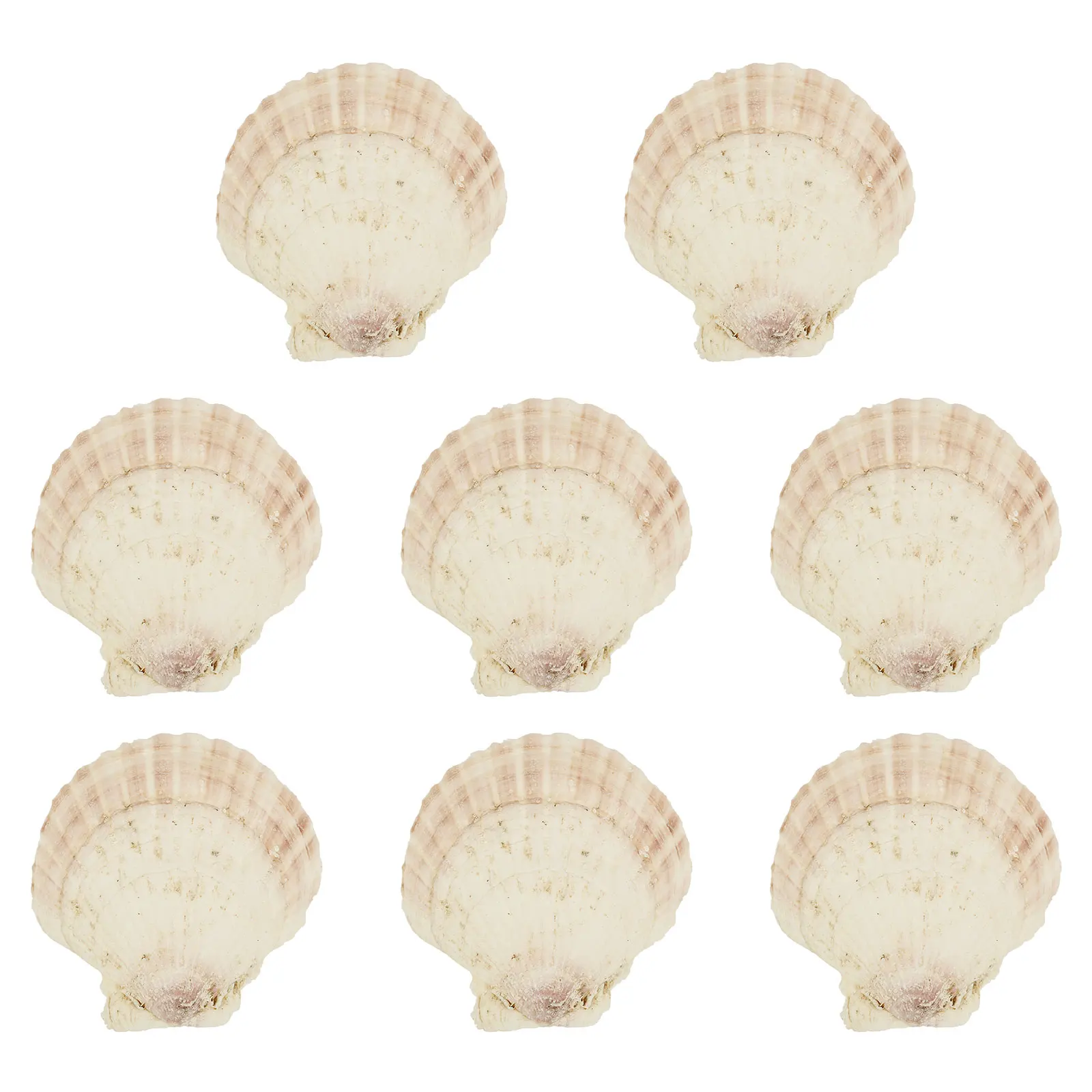 8/60 יחידות של צדפות טבעיות בגודל 4-5 אינץ' לפרויקטי ציור ביתיים, אמנות חוף וקישוטים לאקווריום