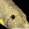 Esox Lucius High Fidelity Anime Cute Plushie Northern Pike Plush Toys Lifelike Animals Simulation Stuffed Doll Kawai Toy Gifts 4