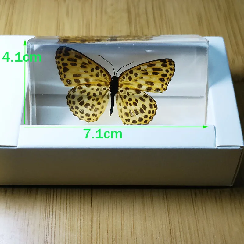 Insect Specimens Real Insects Specimens Resin Wrapped In Variety of Insects Suitable for Science Education Cognitive Children's Room Decoration, insect specimens