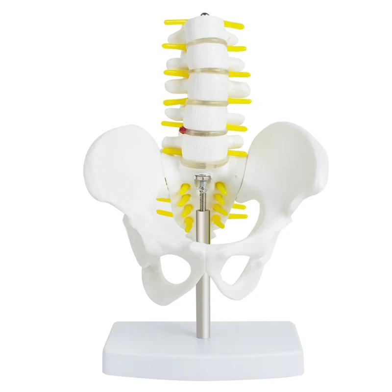 

A small pelvis with five lumbar spine models of the spine model of the orthopedic model of the human.