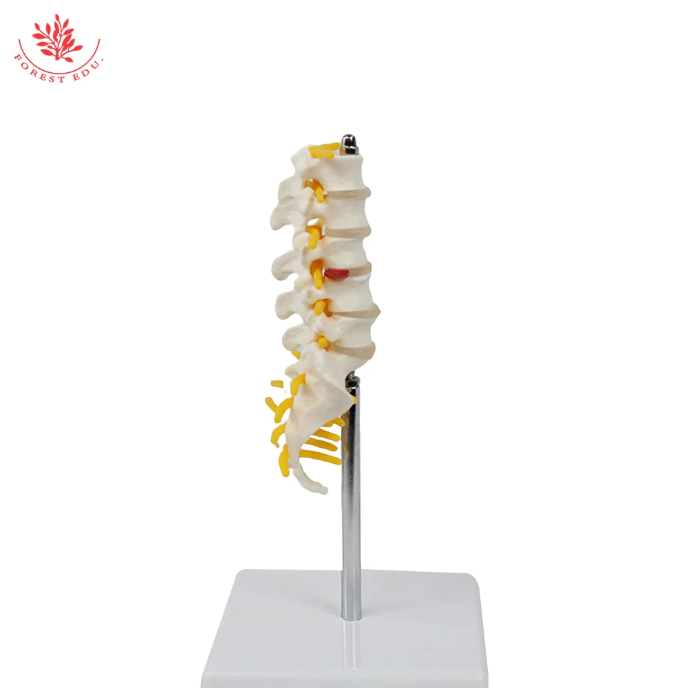 Lumbar Spine Model Mini Size Human Vertebrae with Sacrum&Coccyx and Tail Bone Medical Science For Anatomical Teaching
