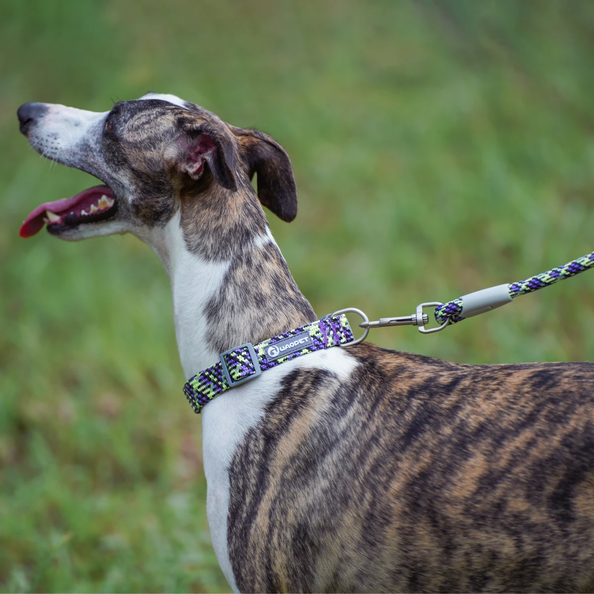 Leashes Collar Set Dogs - PeticaDeals