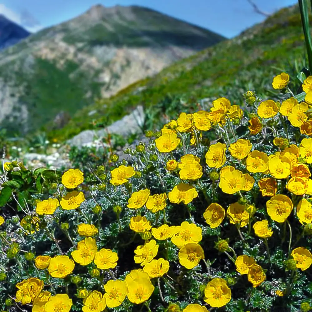 Курильский tea (50g). Of Eastern саян tea phyto курильский herbal