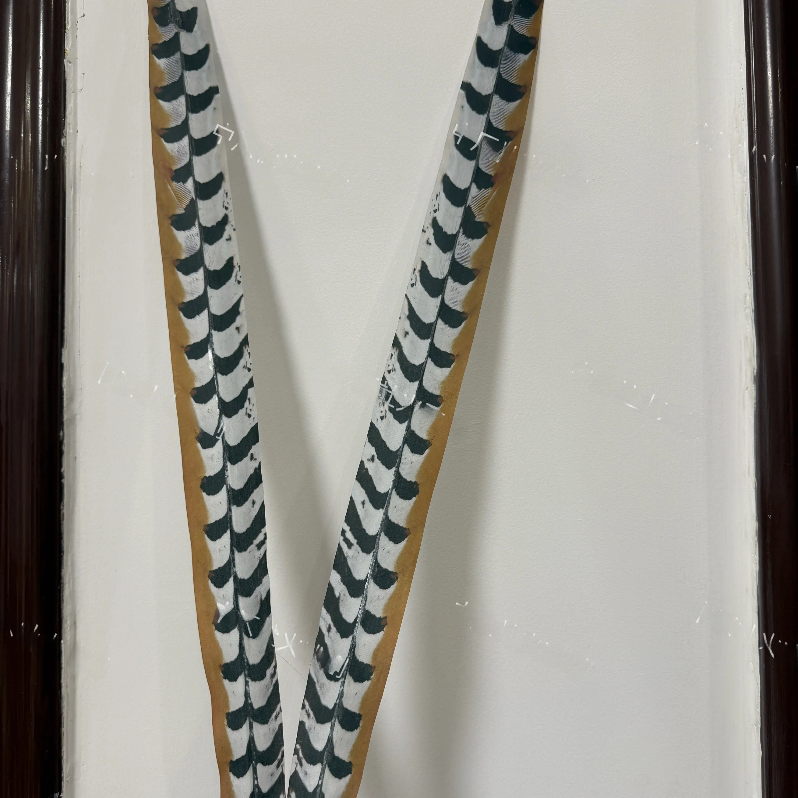 Authentic Ultra Reatic Feathers Profional Opera Dance Headwear Accories Wild Pheasant Bird Feathers Theatre Supplies