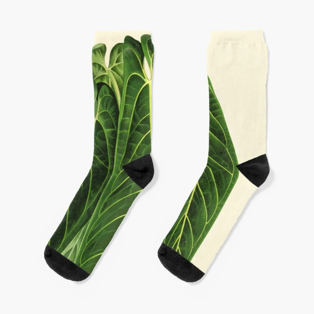 

Anthurium warocqueanum - L'illustration Садоводство-ботанические иллюстрационные носки