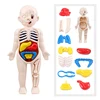 3D Montessori Puzzle Mannequin Human Anatomy Model Children's Learning Organs Toys Educational Body Learning Tools 1