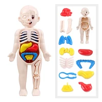 3D Montessori Puzzle Mannequin Human Anatomy Model Children's Learning Organs Toys Educational Body Learning Tools 1