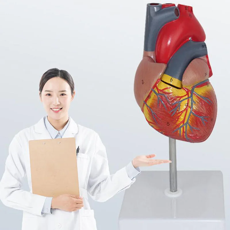 

1: 1 флейта, анатомическая Точная Модель сердца, Размер жизни для научного класса, учебы, нумерованное/ненумерованное