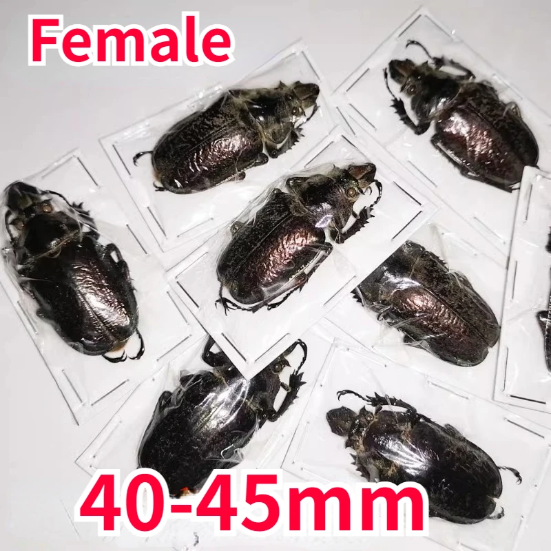 Sphaenognathus Feisthameli Real Insect Spade Beetle Insect Specimen Artwork Material Museum Collection Statues for Decoration 5