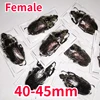 Sphaenognathus Feisthameli Real Insect Spade Beetle Insect Specimen Artwork Material Museum Collection Statues for Decoration 5