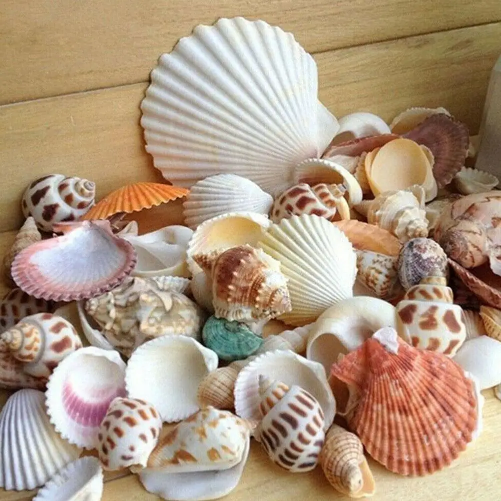 100g/bag Mixed Sea Beach Conch Shells Crafts Seashells Mini Natural Conch Corn Screw DIY Aquarium Landscape Decor Photo Props natural shell ornaments