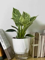 Lazy Hydroponic Flower Pot Automatic Water-Absorbing Flowerpot Transparent Double Layer Plastic Self Watering Planter Office 3