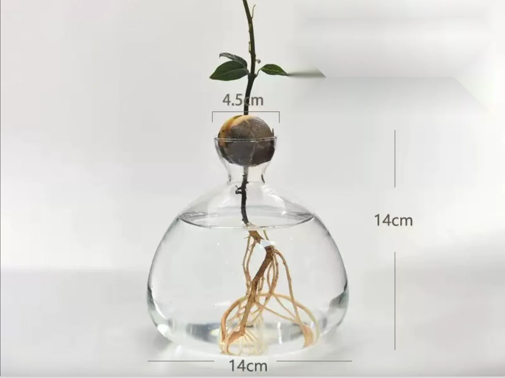 زجاجة زراعة شتلات الأفوكادو مزهرية زجاجية شفافة مج...