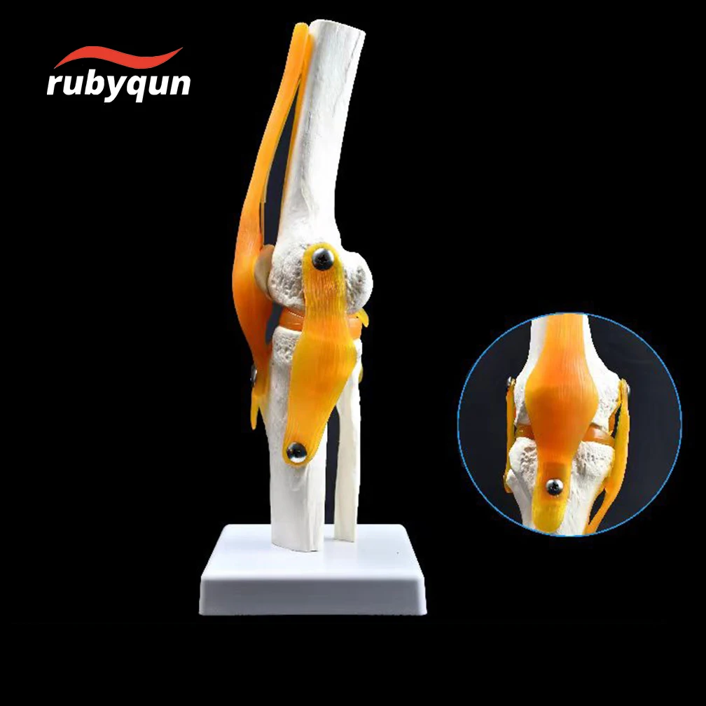 1:1 Lifesize Adults Human Knee Joint Anatomy Model Medical Science Teaching Resources Anatomia Humana Supplies anatomical models