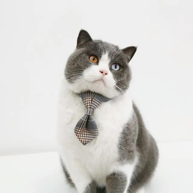 1pc Adjustable Plaid Cat Collar with Bow Tie - Adjustable Comfortable Collar, Perfect for Holiday Dress Up and Everyday Wear 2