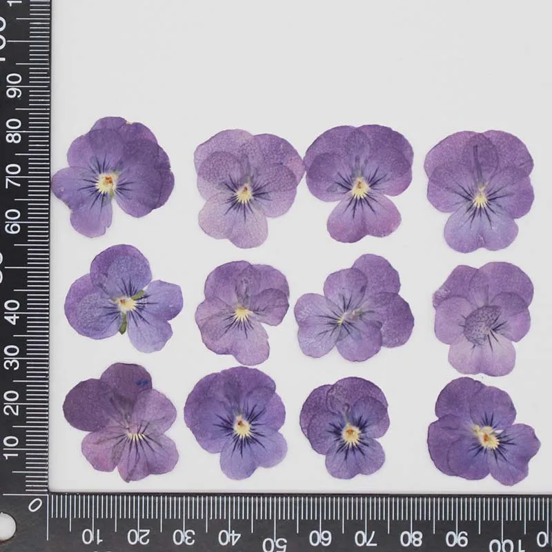 Description Picture 3 of item3CM/12&24PCS Real Natural Dried Pressed Pansy Flowers Petal,Dry Press Sweet violet Flower DIY  For Epoxy Resin,Invitation Card