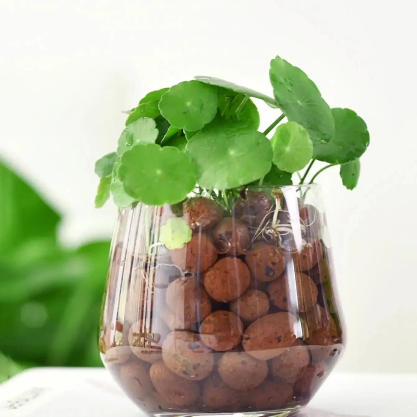 Leca Balls Clay Pebbles For Plants