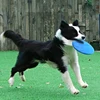 TPR Big Dog Training Toy Flying Discs Disk Interactive Pet Toys for Small Large Dogs Border Collie Labrador mascotas Accessories 6