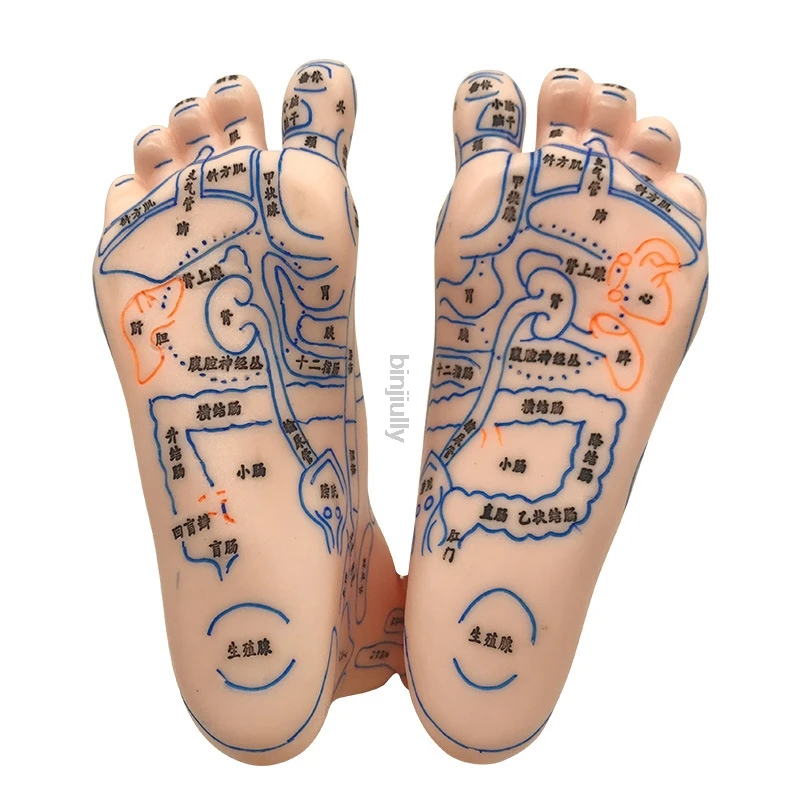 19cm Foot reflex zone massage model, not acupuncture model, Chinese and English code TCM Feet Reflexology, 1 pair