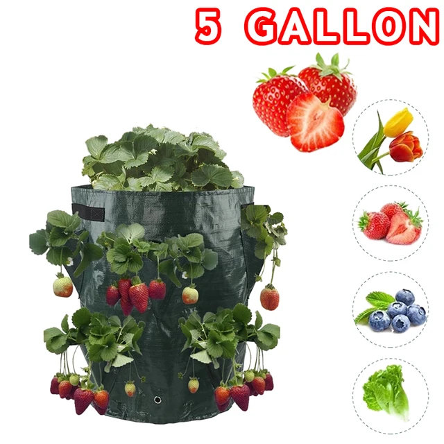 5 Gallon