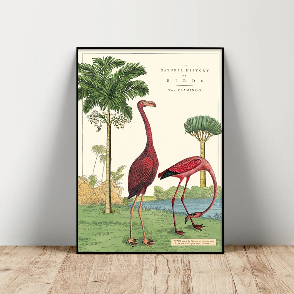 

Natural History Cavallini Poster Flamingo Print Art Canvas Painting Animal Wall Picture Living Room Decor