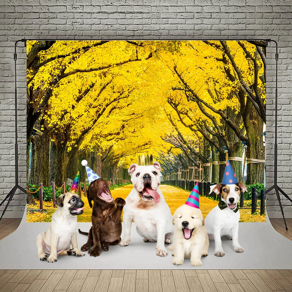   ڿ ǳ ׸    ʻȭ  ǰ   Photocall Photozone