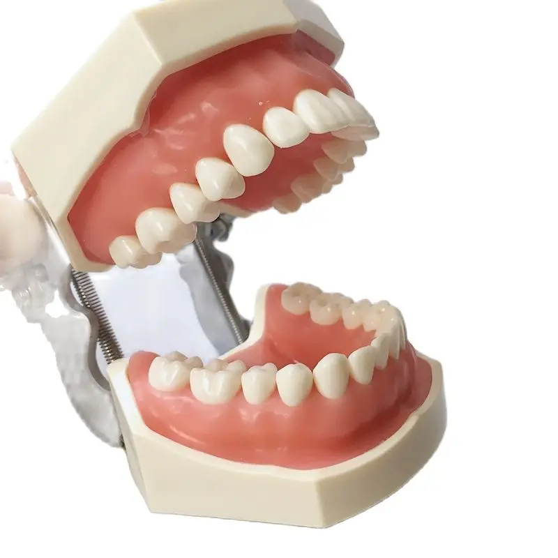 

Dental Study Teeth Model M8011 Dental Standard Model with 28 Scew-in Teeth