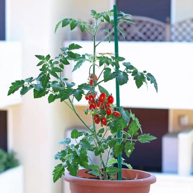 50 db Egyedi Kerti Bambuszpálcák Szilárd Növényi Tartó Keret Többcélú Termesztési Zöldségek Zöld Botok - Image 2