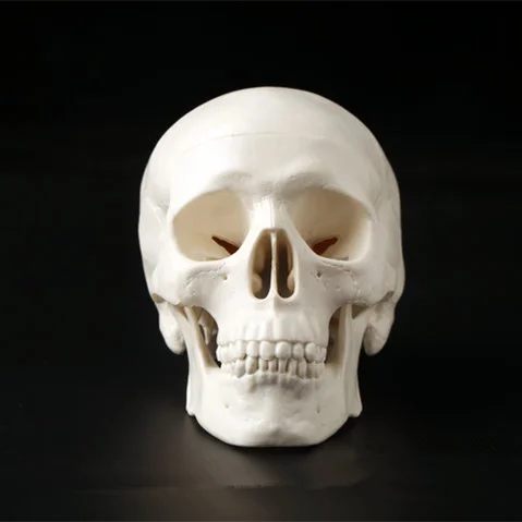 Medical Head Model 1Pc Mini Skull Human Anatomical Anatomy Head 92x99x71mm