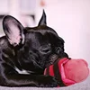 Durable Plush Squeaky Slipper Chew Toy Colorful Cartoon Dog Toys Animal Bite-Resistant Soft Interactive Pet Play Pet Supplies 5