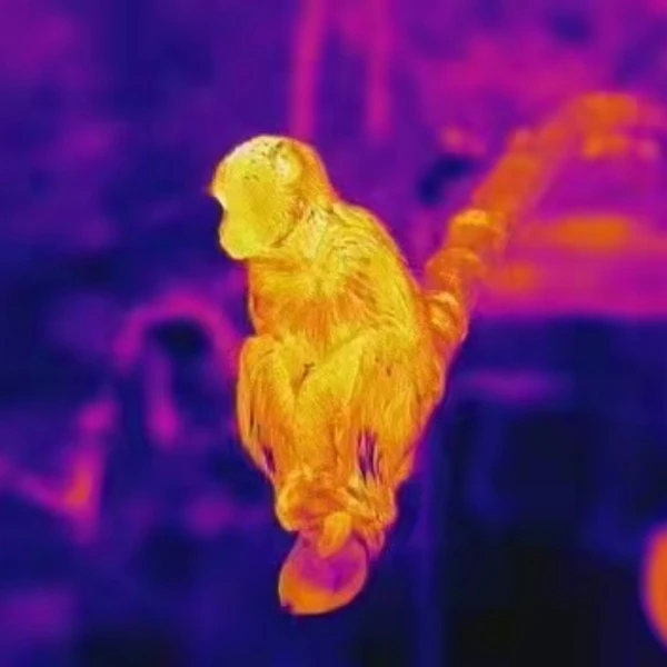 SHIDEXIN Thermal Imager Store