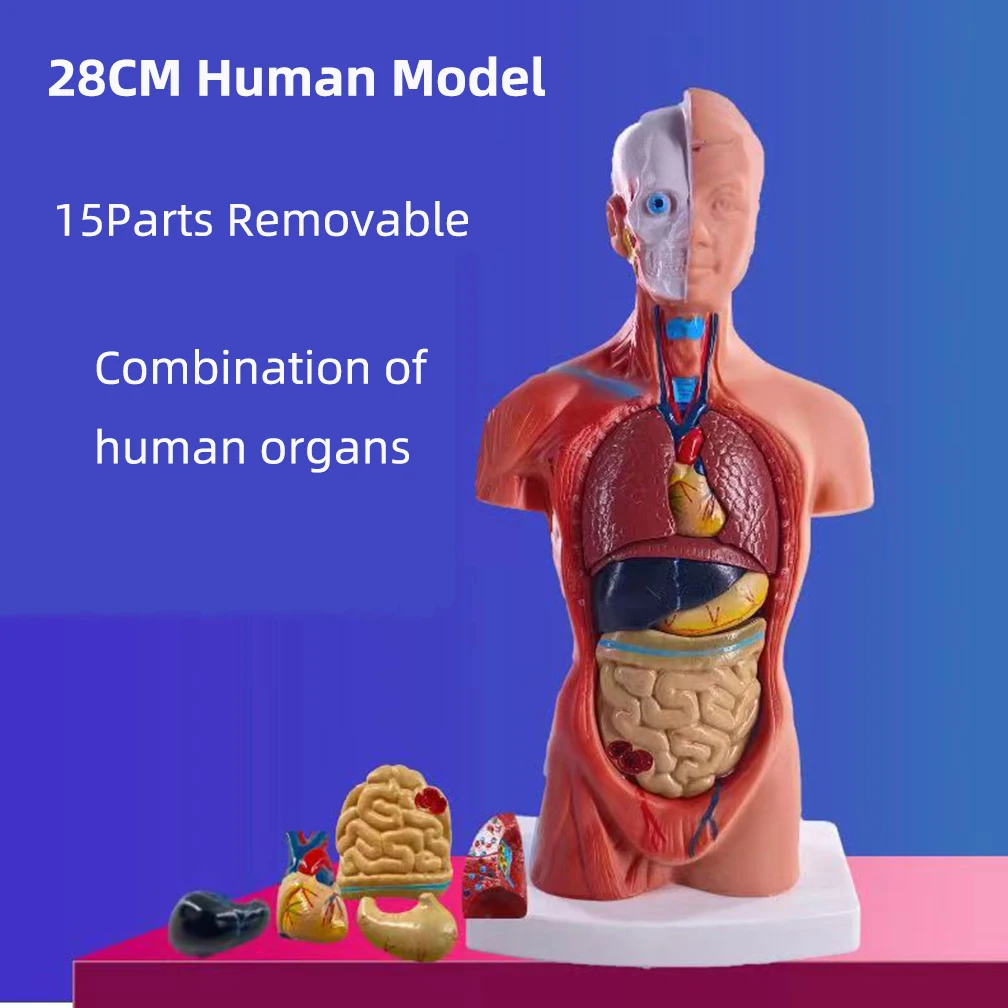 

28cm Human Torso Body Model Anatomy Anatomical Heart Brain Skeleton Medical Internal Organs Teaching Learning Supplies 15 Parts