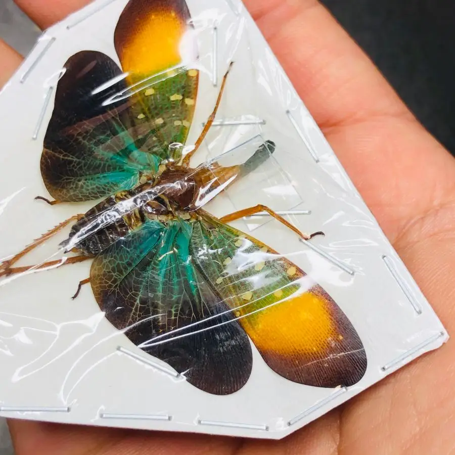 

Rare orange spotted white spotted long nosed wax cicada specimen pyrops whiteheadi Gunji true insect beetle home decor