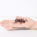 Ant