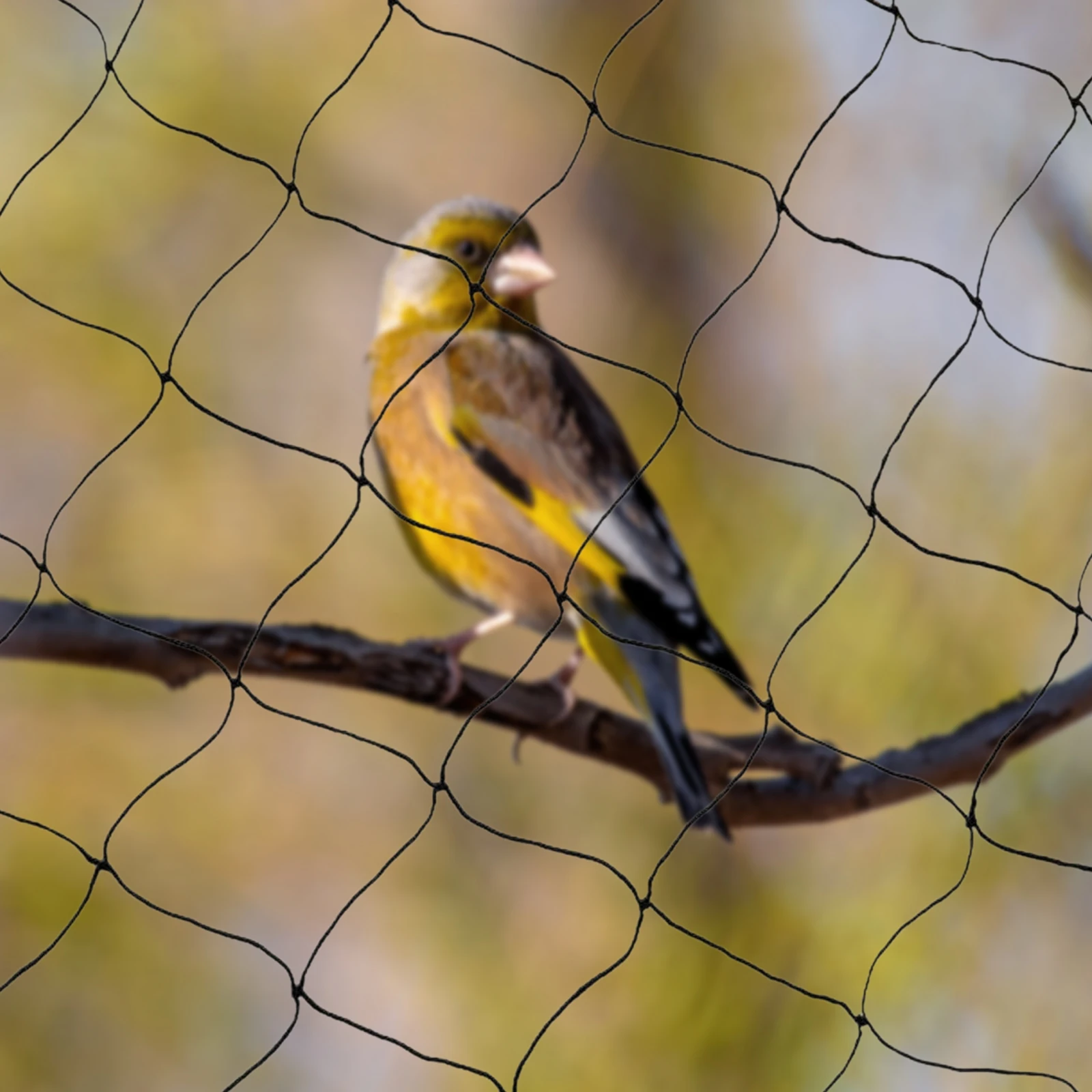 Vogelnetz 100x50ft Wiederverwendbares Vogelschutznetz Sicher für Vögel & Pflanzen für Obstgarten Ganzjahresschutz – Detail 9