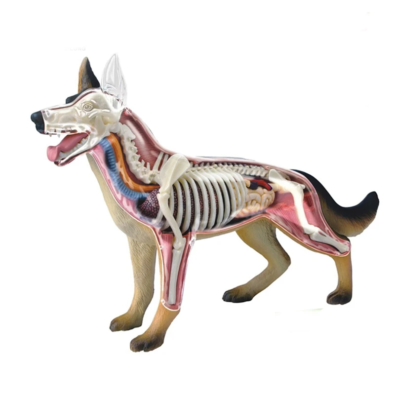 anatomical-dog-model-dog-puzzle-assembling-toy-animal-biology-organ-anatomical-model-veterinarian-teaching-model