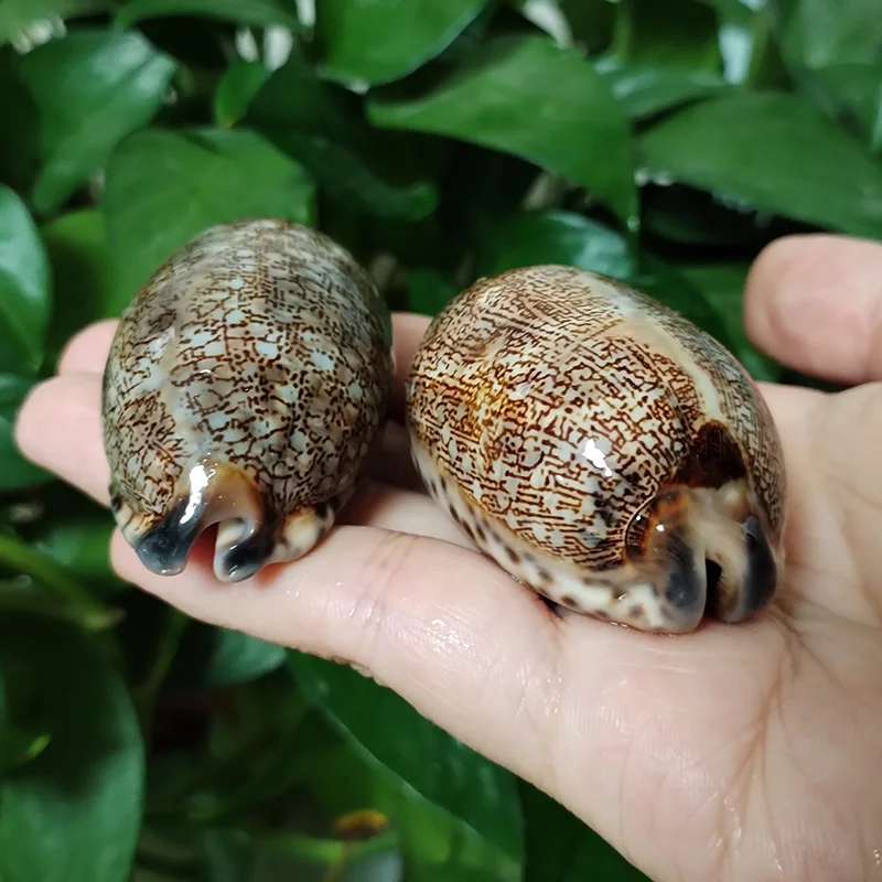 2個入りアラビアカウリーシェル、天然マウリティアアラビカカウリー