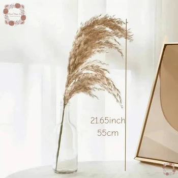 Natural Pampas Grass Bunny Tail 4