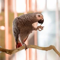 Natural Parrot Perch Bird Stand Tree Stick Paw Grinding Fork Parakeet Climbing Bird Standing Branches Toys Birdcage Accessories 2