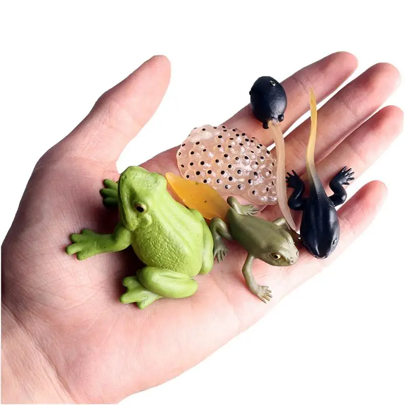 

Frog Growth Model Frog Life Cycle Figures Set Of 5 Life Stages Classroom Accessories Party Supplies Desktop Decoration