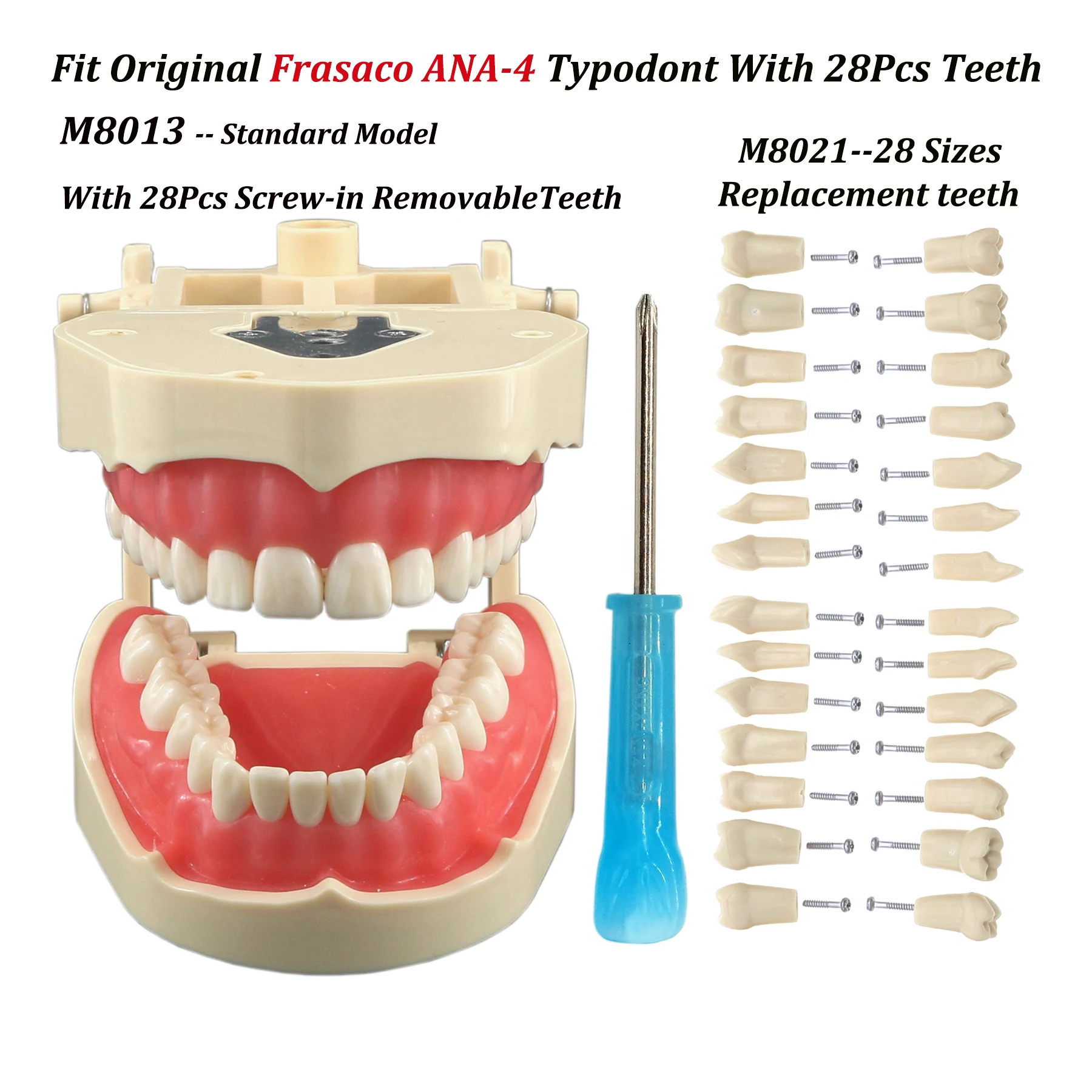Frasaco ANA-4 типа, подходит для зубных винтовых зубов, модель стандартного наполнения стандартной практики типоне, 28 шт., реставрация имплантов M8013