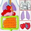 Anatomy Organ Toys Human Body Organs Awareness Model Children Developmental Puzzle Early Learning Aids Body Parts Insights Apron 5