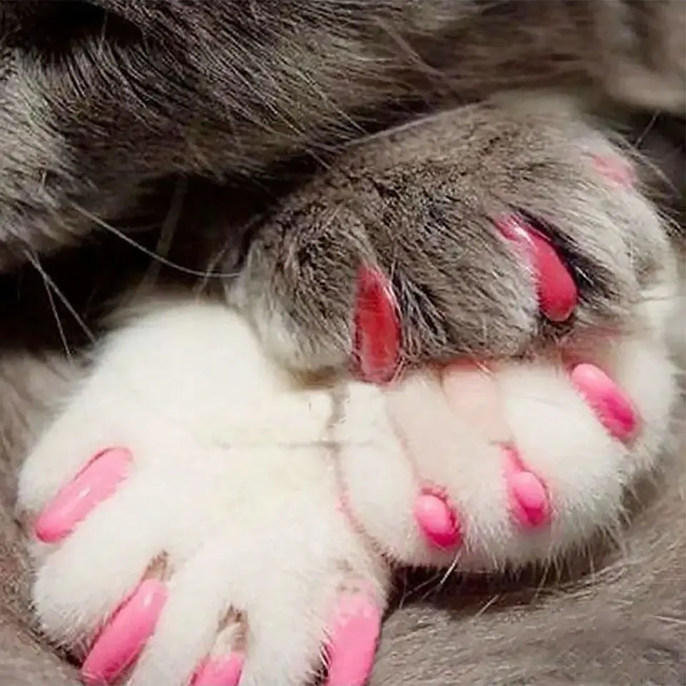 Qianyu 6 Tappi Per Aghi Da Maglia A Forma Di Zampa Di Gatto, In Silicone Colorato, Proteggi-punte Per Ferri Da 8-12 Mm, Accessori Simpatici Per Maglieria