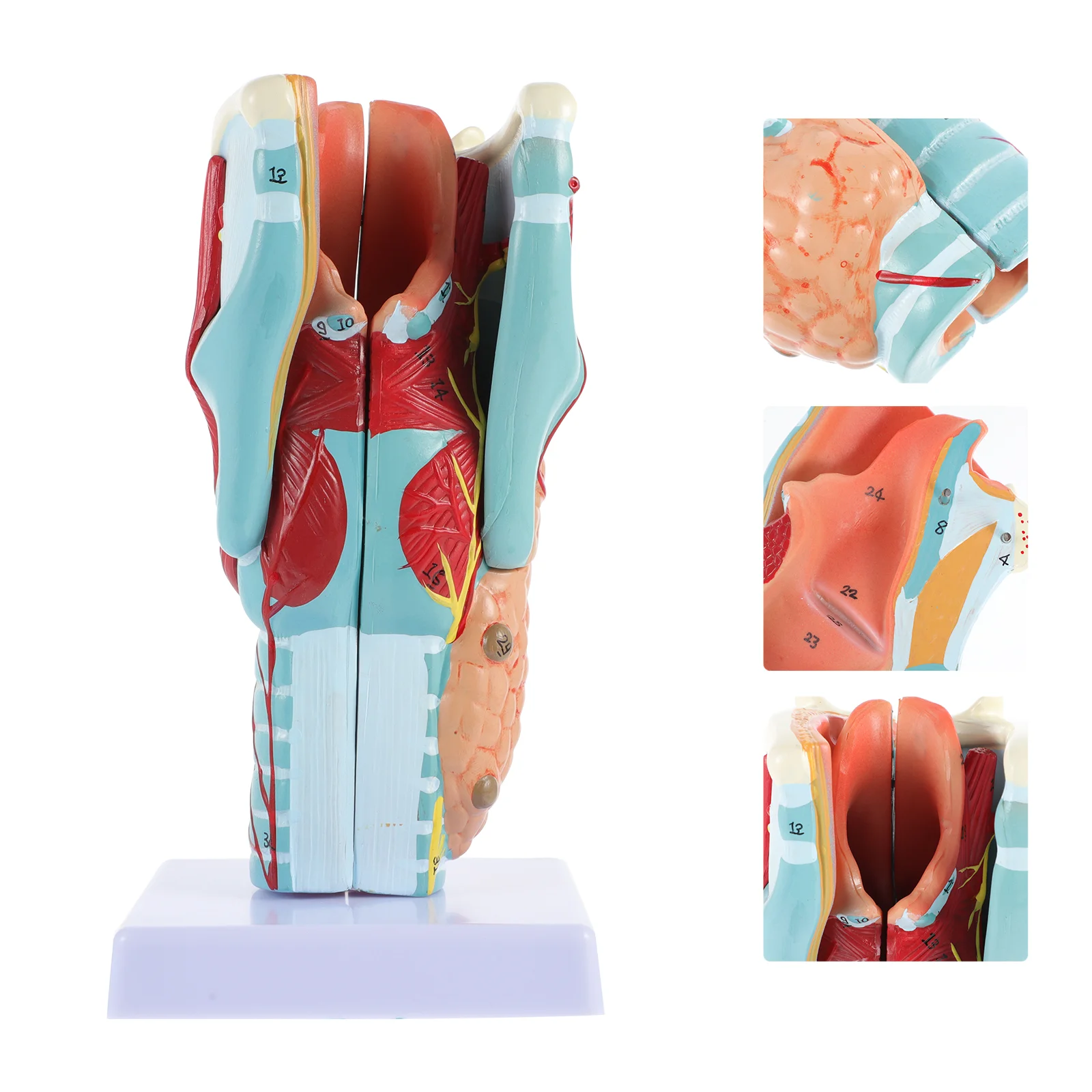 

Laryngeal Model Laryngeal Model Laryngeal Model Human Anatomy Teaching Model