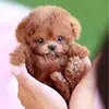 Realistic Plush Simulation Smart Dog Children Toy Can Walking And Call Electric Plush Robot Pet Dog Toddler Christmas Gift 0-7 2