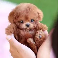 Realistic Plush Simulation Smart Dog Children Toy Can Walking And Call Electric Plush Robot Pet Dog Toddler Christmas Gift 0-7 2