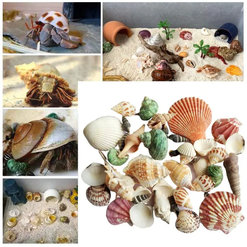 Natural Shell Ornaments 120g Natural Seashell Sea Conch Hermit House Aquarium Crafts Decorations