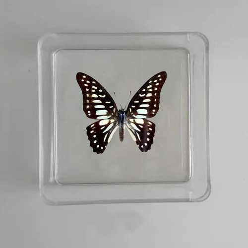 Butterfly Specimen Real Butterfly Specimen Insect Specimen Butterfly Shooting Props DIV Student Teaching Transparent Box Pack 